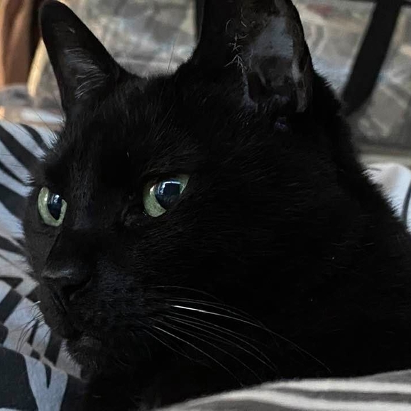 poetrycat